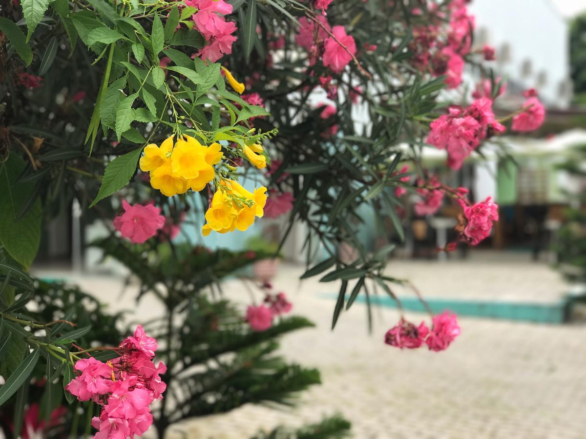 Scenarium Hotel جابواتاو دوس غوارارابيس المظهر الخارجي الصورة