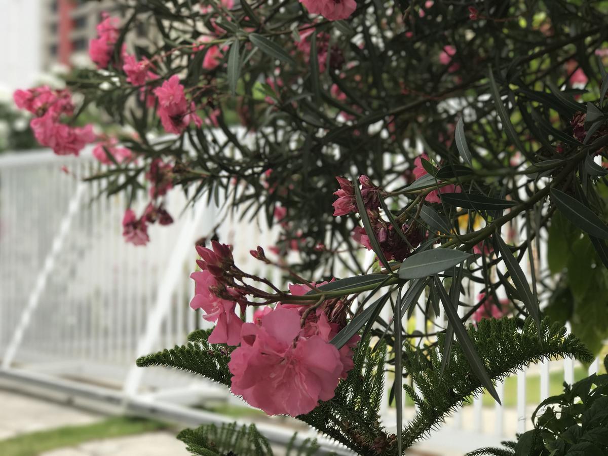 Scenarium Hotel جابواتاو دوس غوارارابيس المظهر الخارجي الصورة